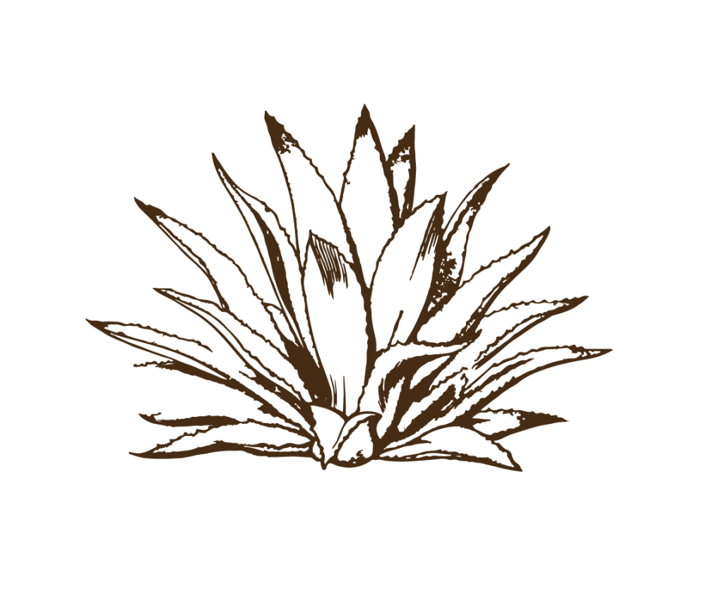 CASA LEYROS agave