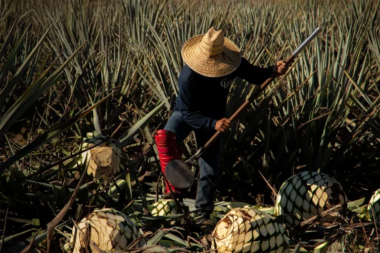 campo-agaves2