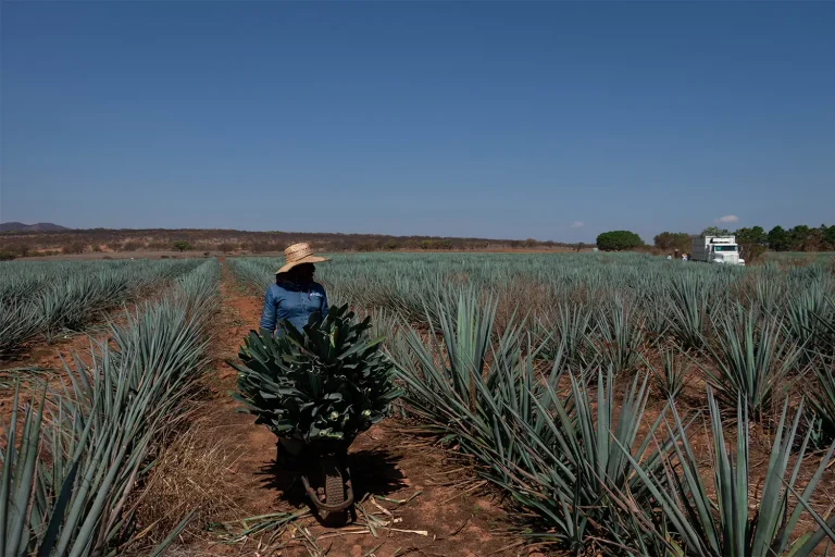 campo-agaves3