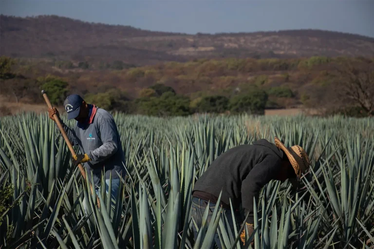trabajo-agaves