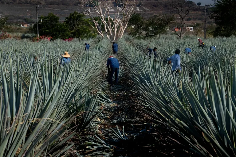 trabajo-agaves2