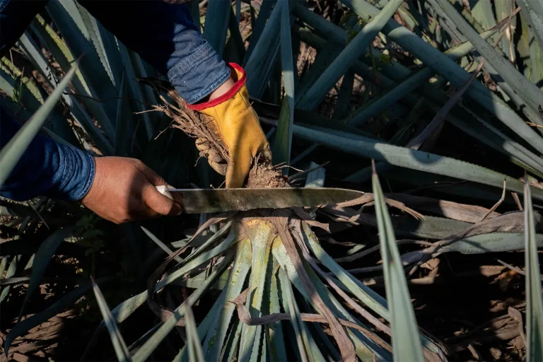 trabajo-agaves4